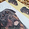 Rottweiler Dog Card Simply Elegant Range (Close Up)